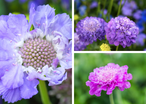 Scabiosa - Imperial Mixed